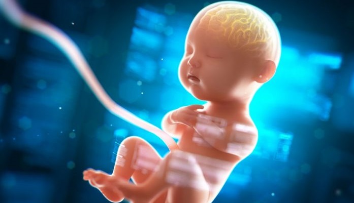 Inventan científicos útero artificial y desarrollan vida