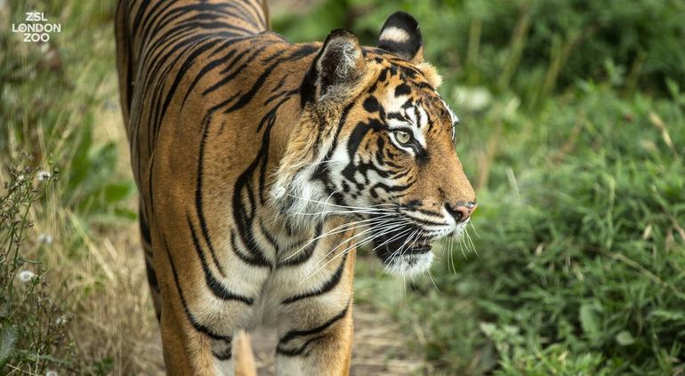 Tigresa en peligro de extinción muere devorada por su «novio»