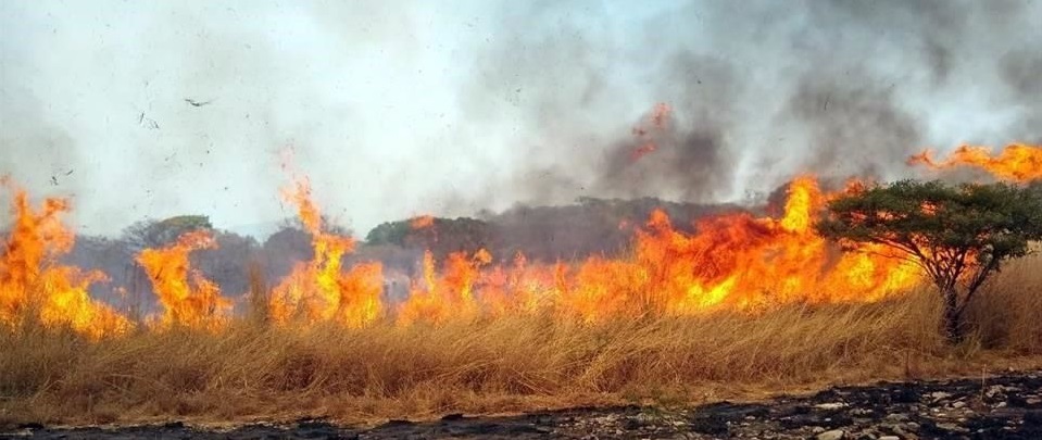 Dañan incendios 5,145 hectáreas en Chiapas