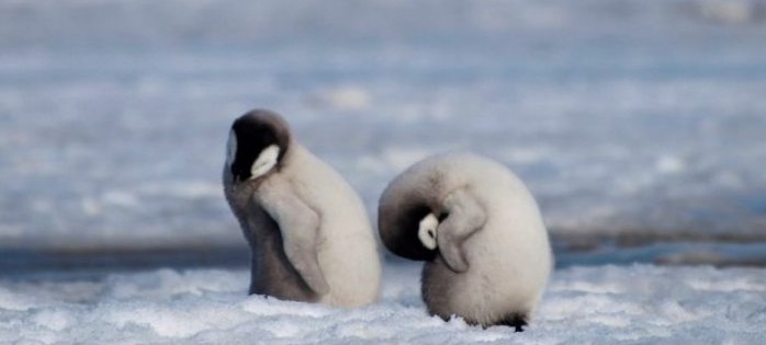 Cambio climático acabó con casi todas las crías de pingüinos emperador