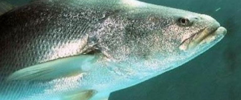 Aseguran en Chihuahua 28 kilos del pez más caro del mundo