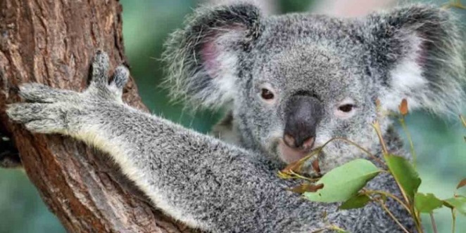 El koala estaría ‘virtualmente extinto’ y sería nuestra culpa