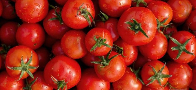 Por término de acuerdo con EE.UU., prevén baja en precio del tomate