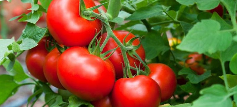 Estados Unidos impone arancel de 17.5% al tomate mexicano