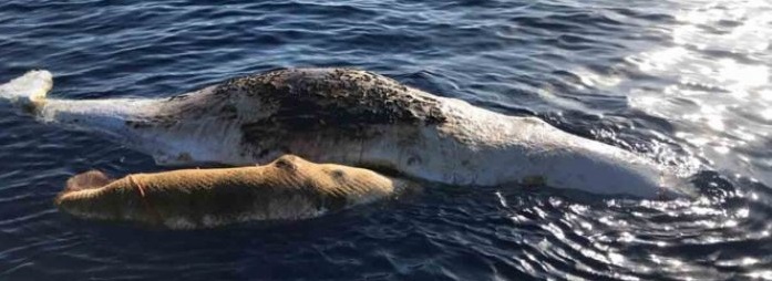 Dos ballenas mueren atrapadas en una red de pesca en Italia