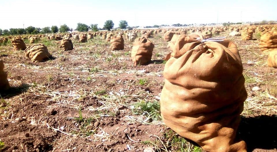 Se desploma a 80 centavos kilo de cebolla; productores la venden directamente