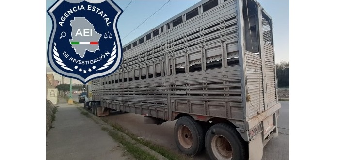 Aseguran tracto camión que transportaba ganado sin documentación