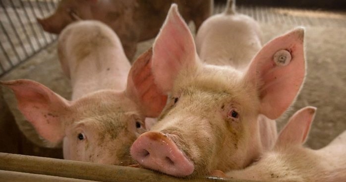 Anuncia china brote de peste porcina africana en cerdos