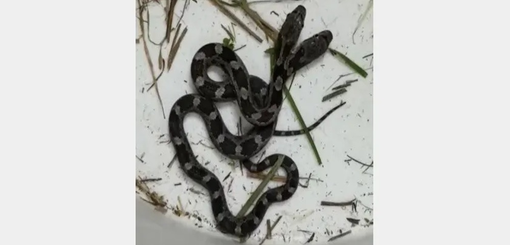 Mujer encuentra serpiente de dos cabezas dentro de su casa