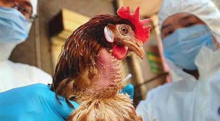 Alerta Agricultura por influenza aviar en Chihuahua