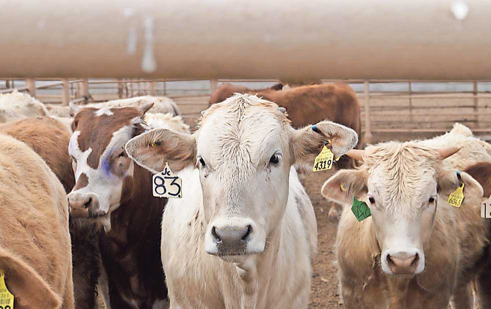 Sequía e inflación bajan exportación de ganado